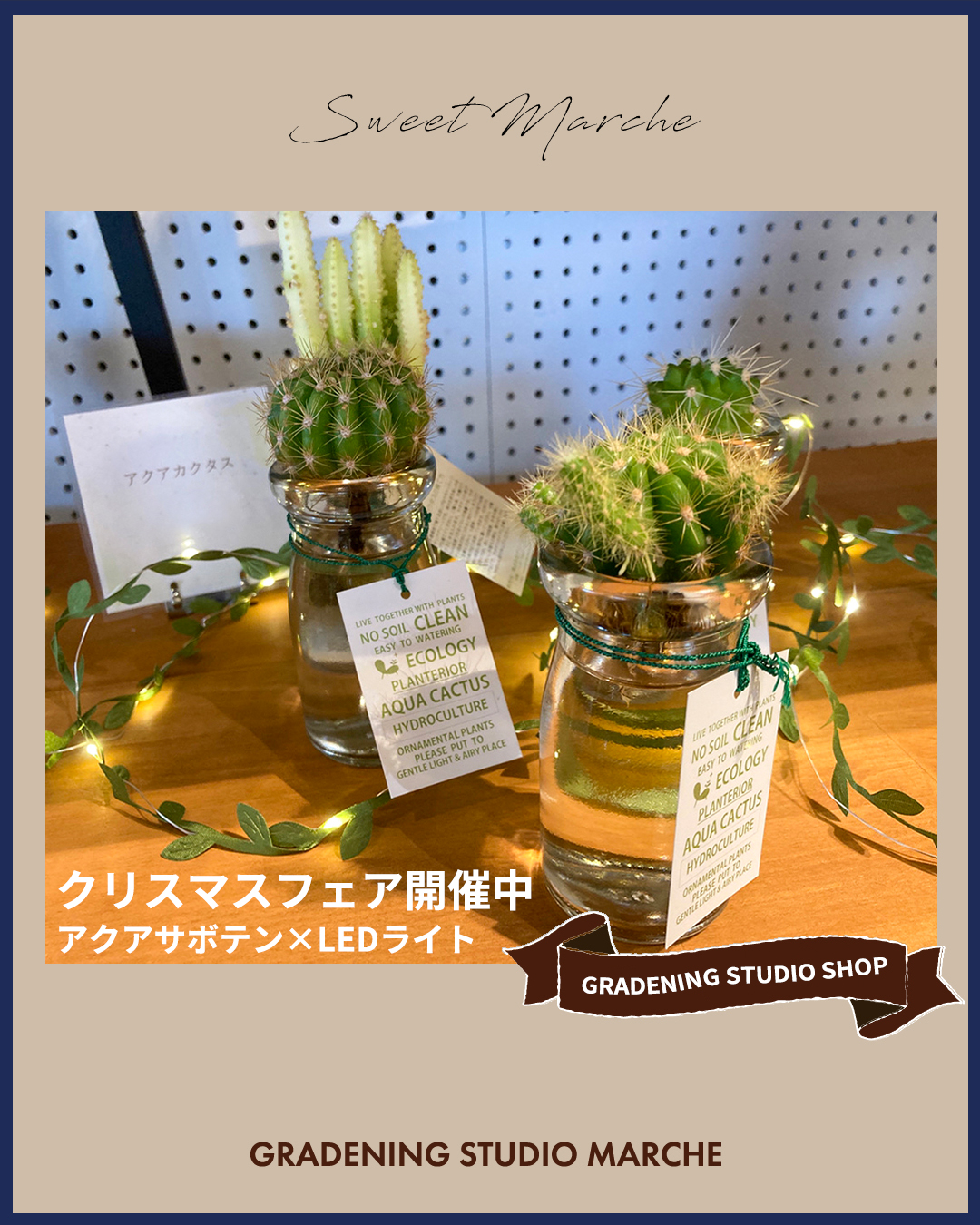 アクアサボテン