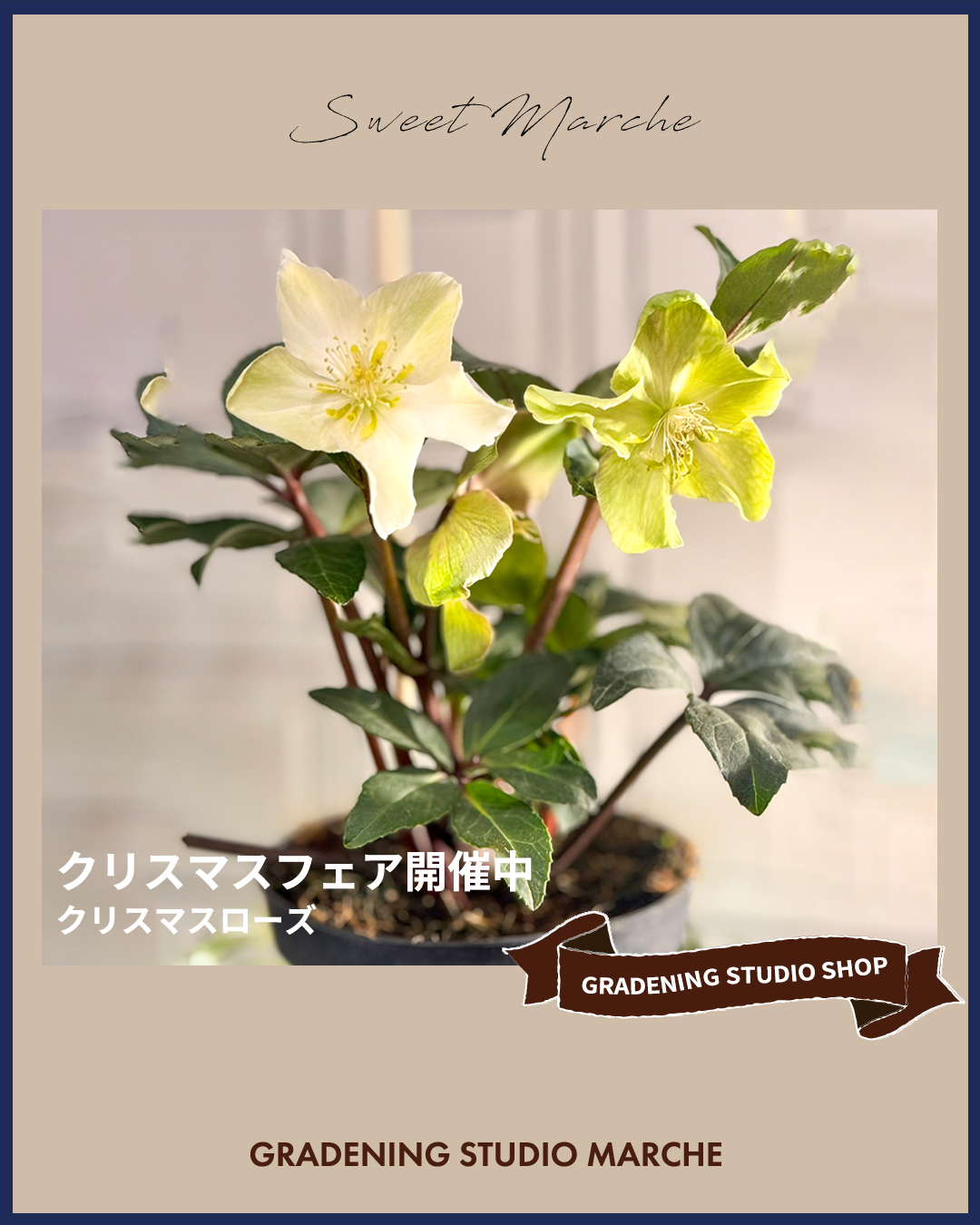 クリスマスローズ