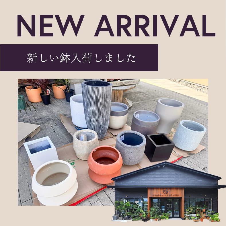 新しい鉢を入荷しました